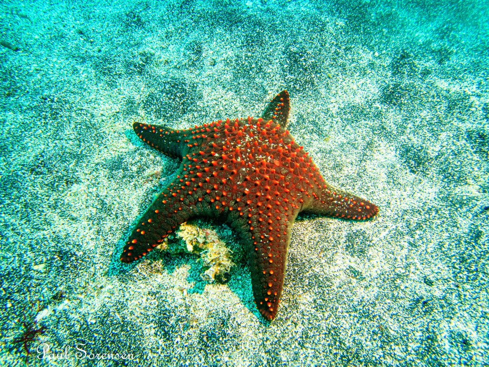 Pentaceraster_cumingi_Panamic_Cushion_Star