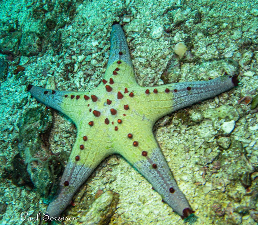 Pentaceraster_sp.___Sea_Star