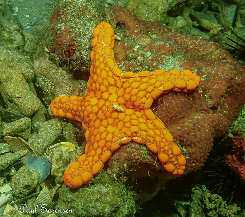 Pentagonaster_duebeni_BiscuitStar