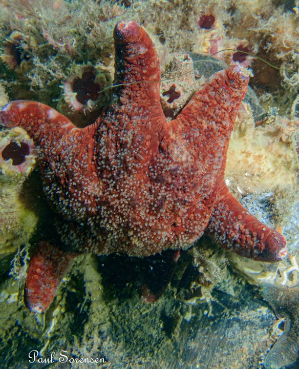 Petricia_vernicina_Velvet_Sea_Star