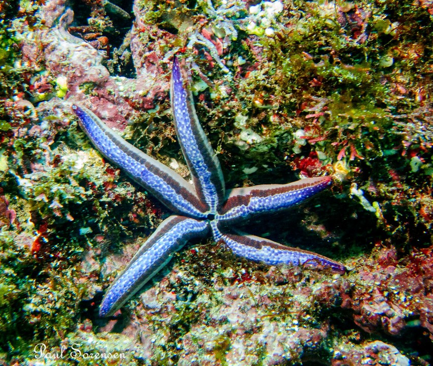 Phataria_unifascialis_Blue_Sea_Star