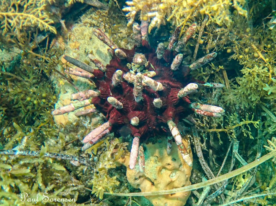 Phyllacanthus_irregularis_Club-spinedSeaUrchin