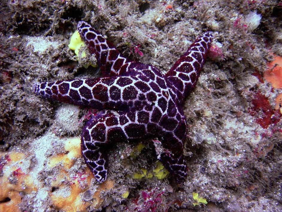 Plectaster decanus  _ Mosiac Sea Star