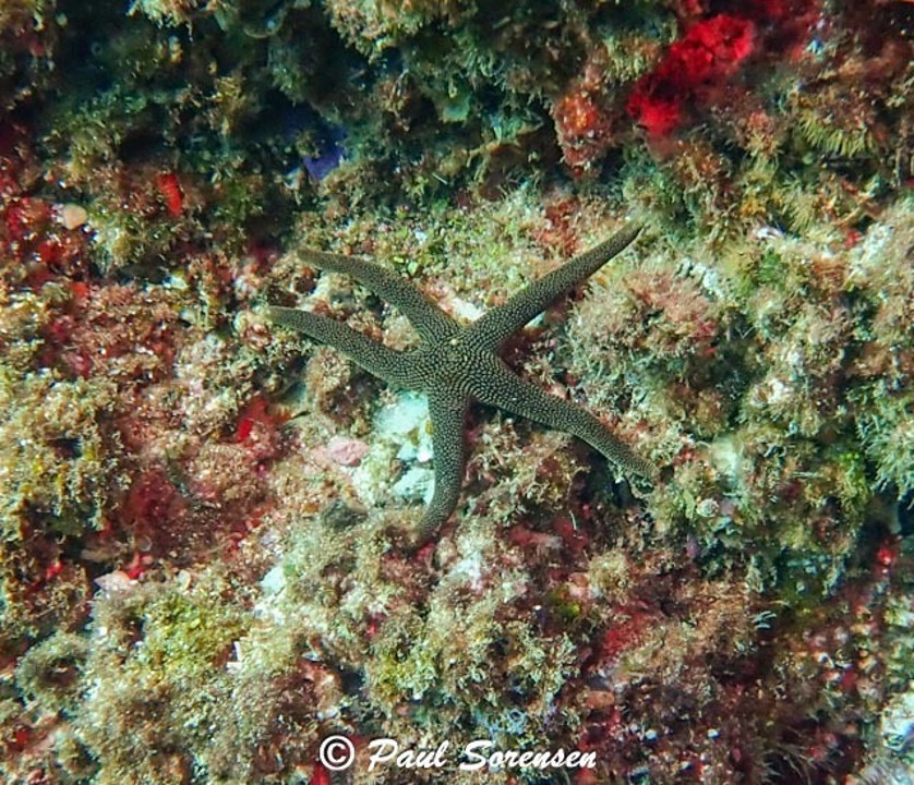 Pseudonepanthia_nigrobrunnea_Seastar_Julian_Rocks___New_South_Wales