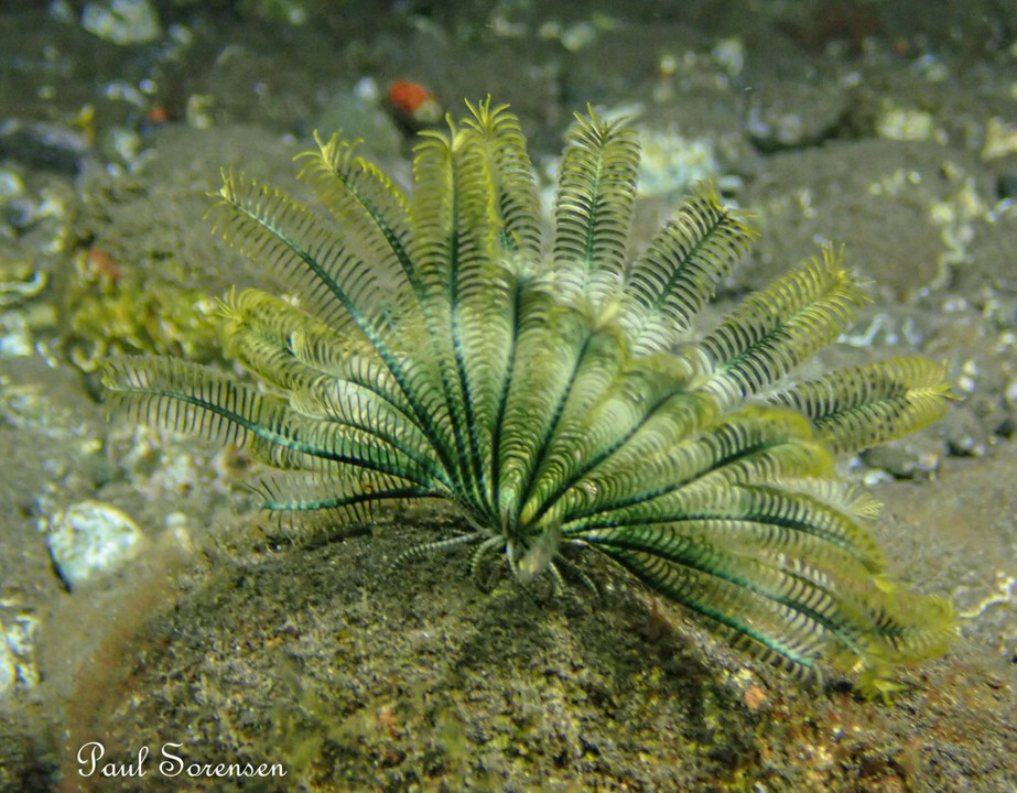 Stephanometra_sp._FeatherStar