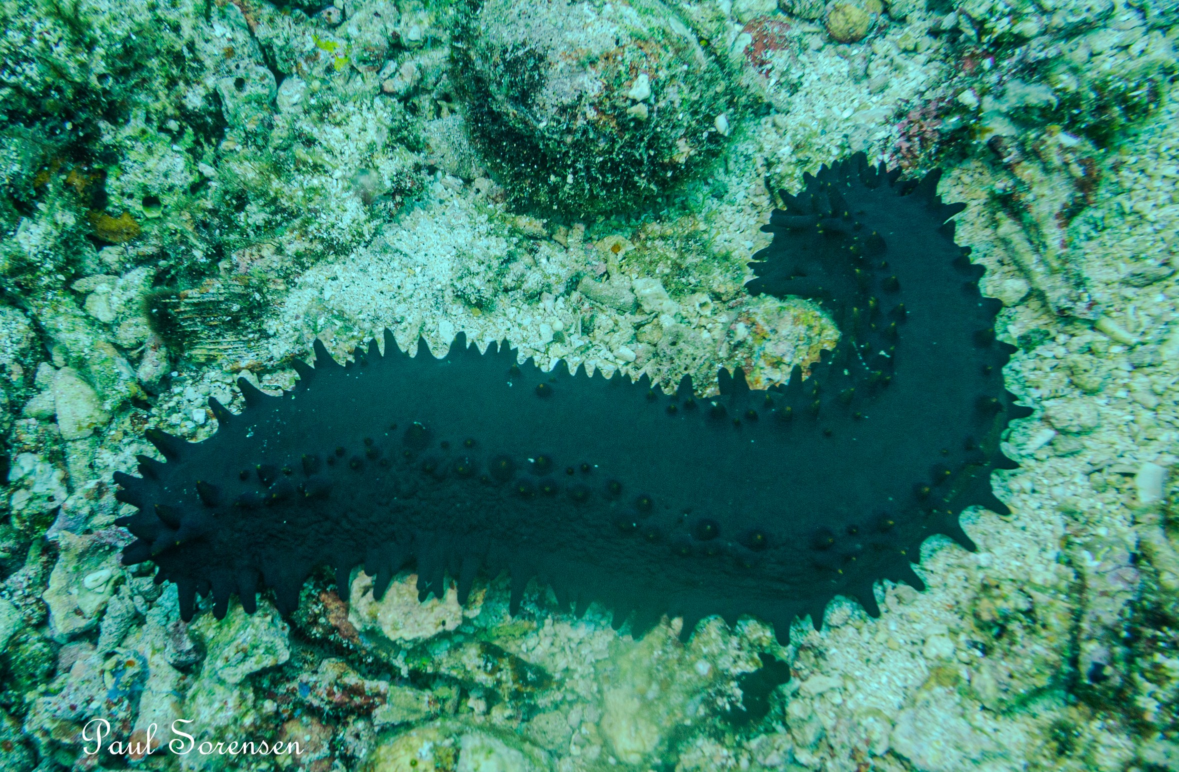 Stichopus_chloronotus_Greenfish_Sea_Cucumber
