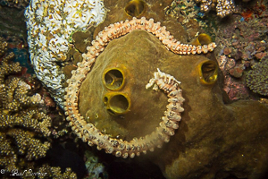 Synaptidae_(Family)_sp._Synaptidae