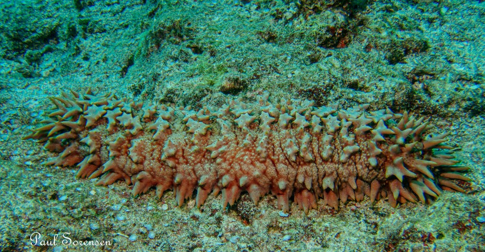 Thelenota_ananas_Pineapple_Sea_Cucumber