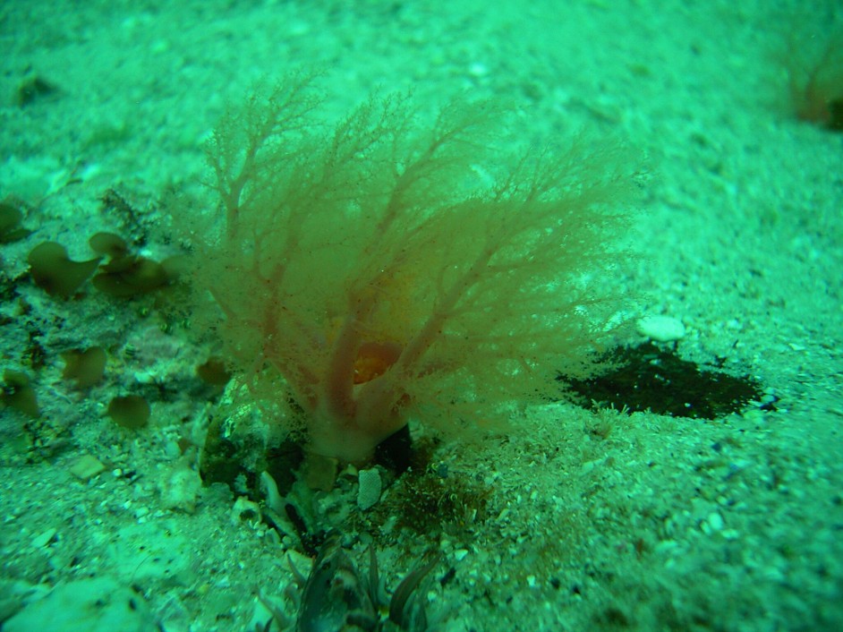 Thyone_sp.___Burrowing_Sea_Cucumber_
