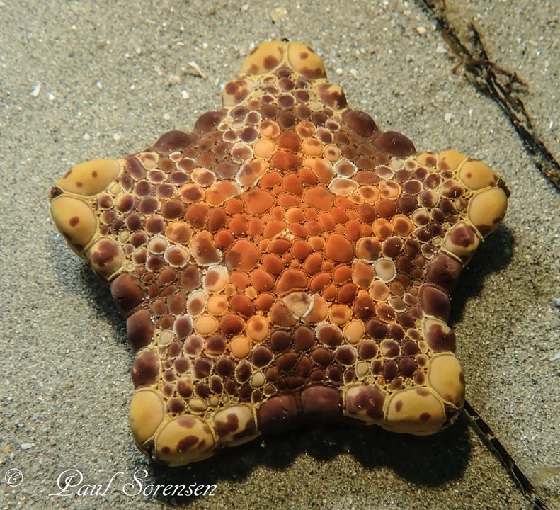 Tosia australis_Southern Sea Biscuit