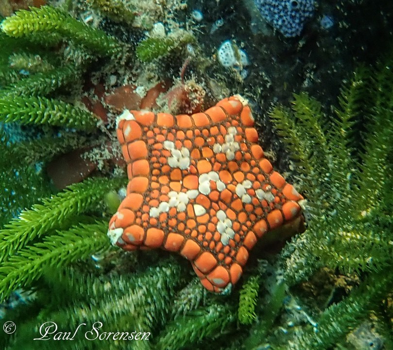 Tosia_neossia_SeaBisbuit