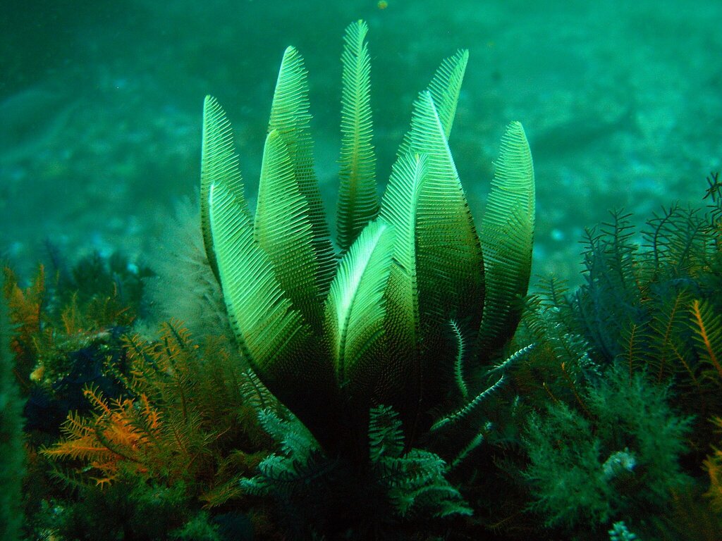 Tropiometra_carinata_ElegantFeatherStar