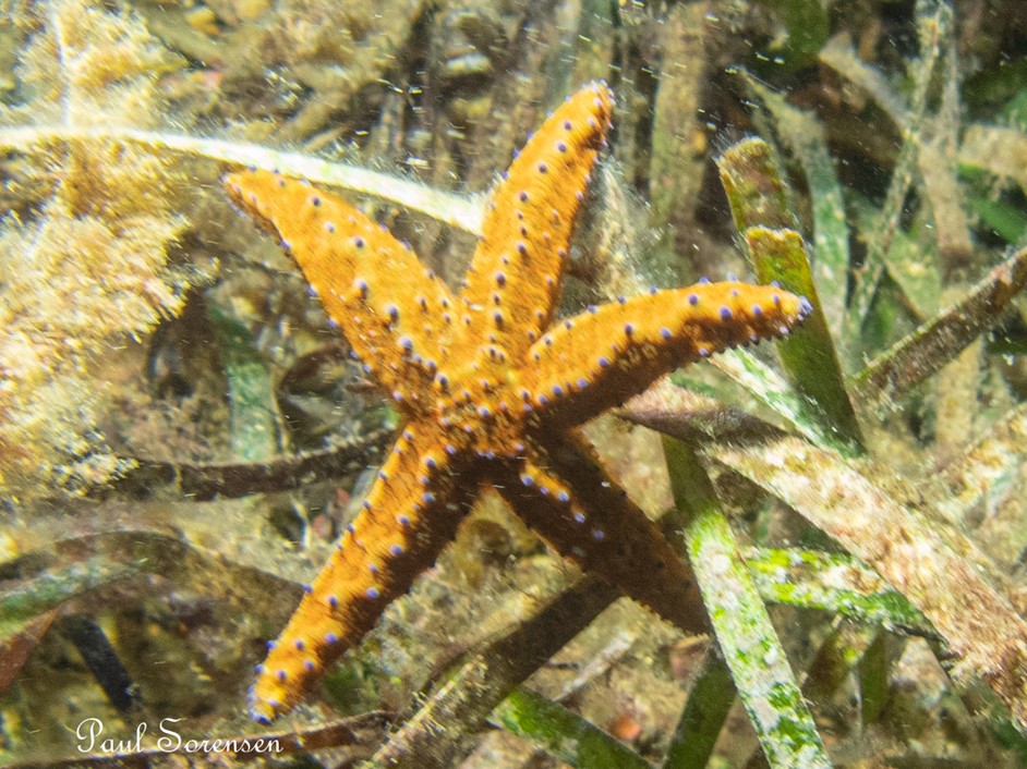 Uniophora sp._Granular Sea Star
