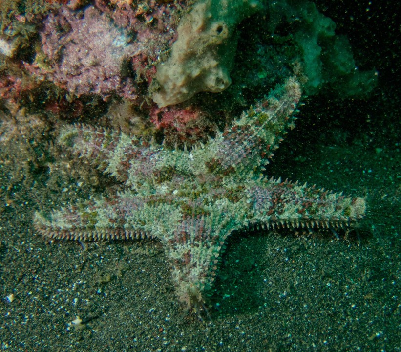 Valvaster_striatus___Straited_Star___Bali___Indonesia___20250609