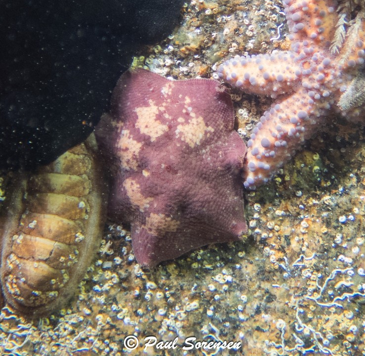 Meridiastra_oriens__Eastern_Six-Armed_Star___Flinders_Pier_Victoria_-_25.04.2026
