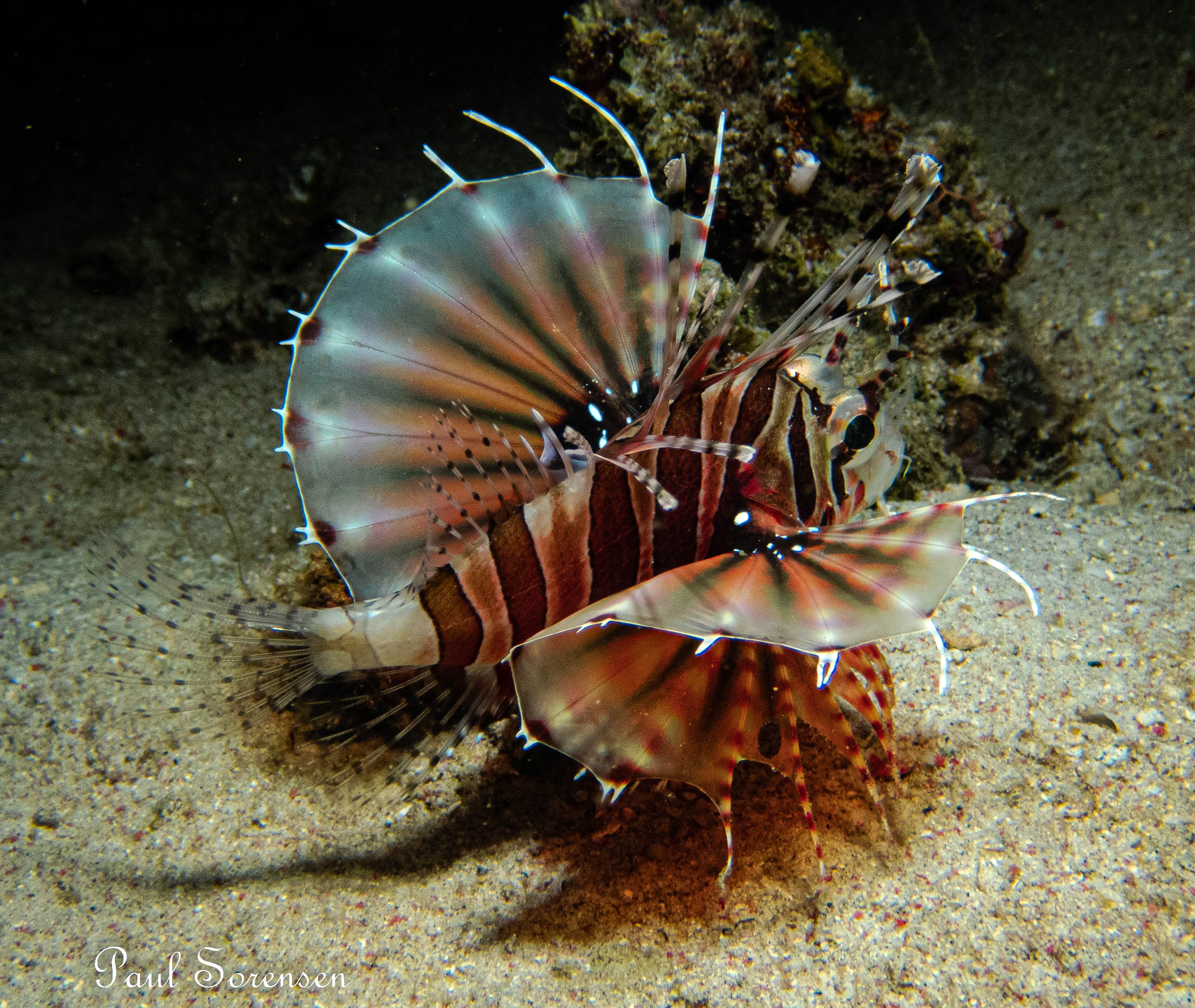Dendrochirus zebra _ Zebra Lionfish _ Puerto Galera Philippines _ 20221009
