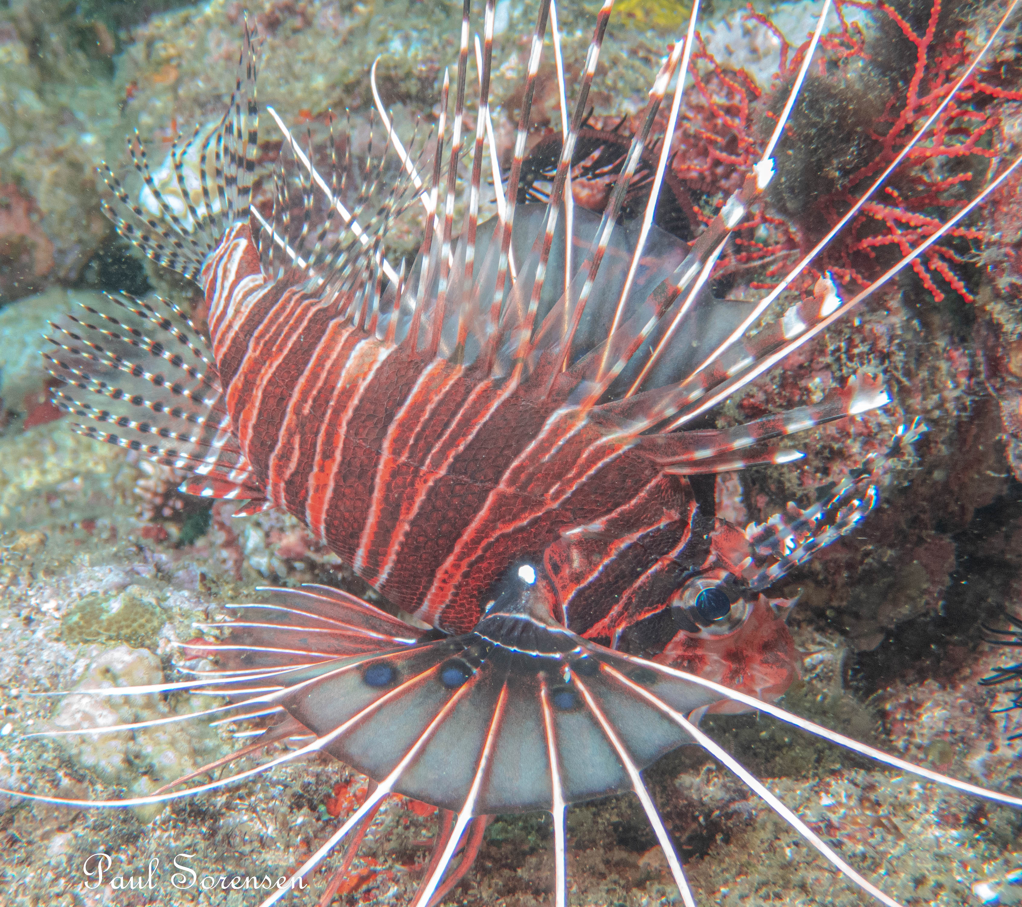 Pterois antennata _ Spotfin Lionfish _ Tulamben Indonesia _ 20111016