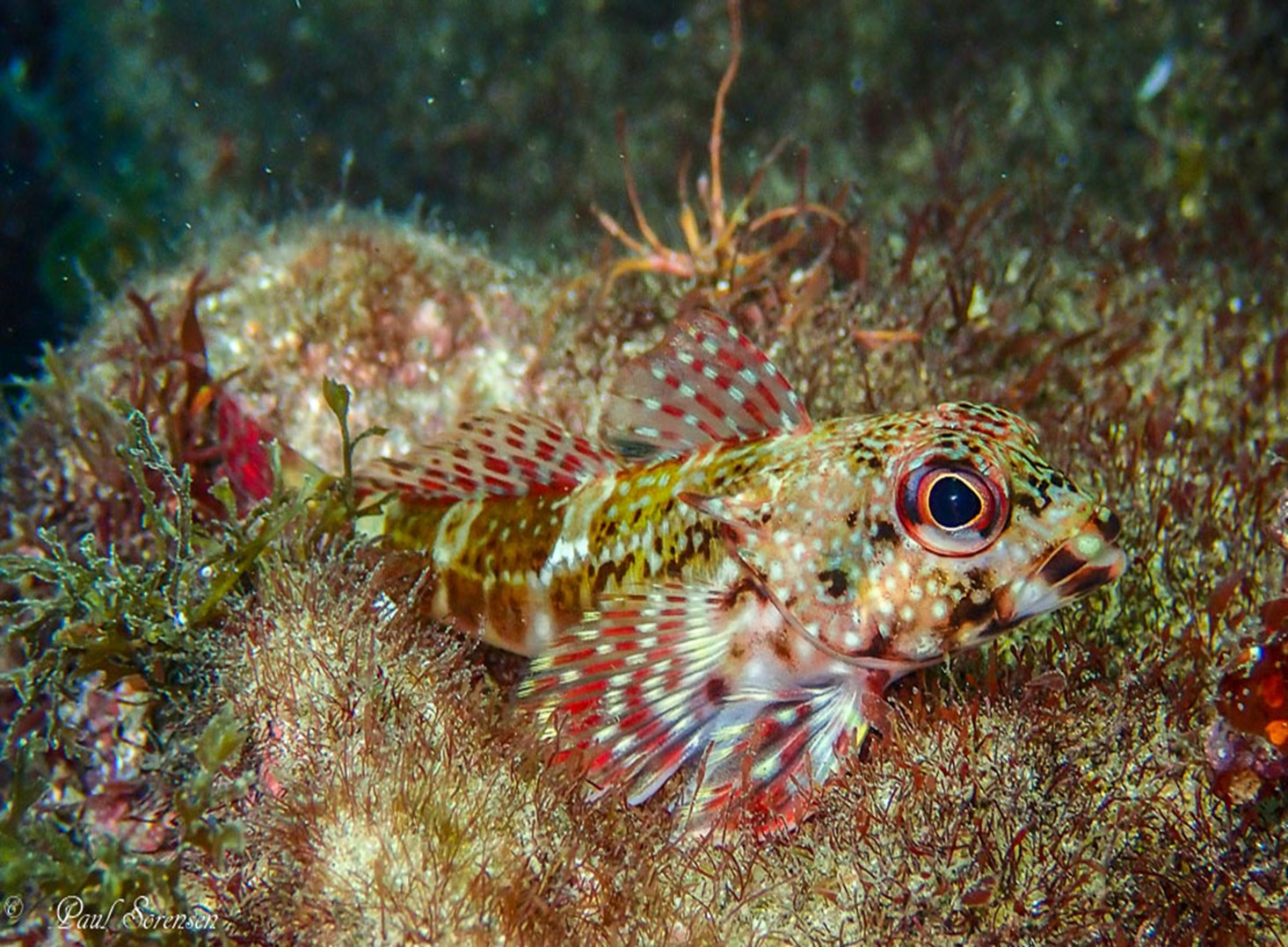 Bovichtus_angustifrons___Marblefish___Flinders_Pier_VIC___20130421