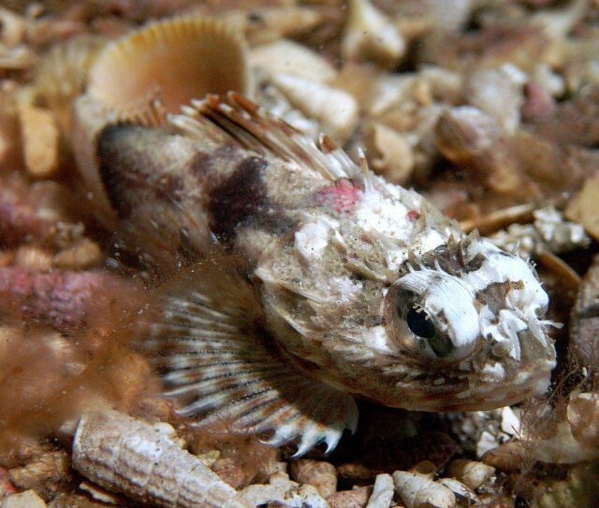 Maxillicosta_scabriceps___Blairgowrie_Pier_VIC___20101021
