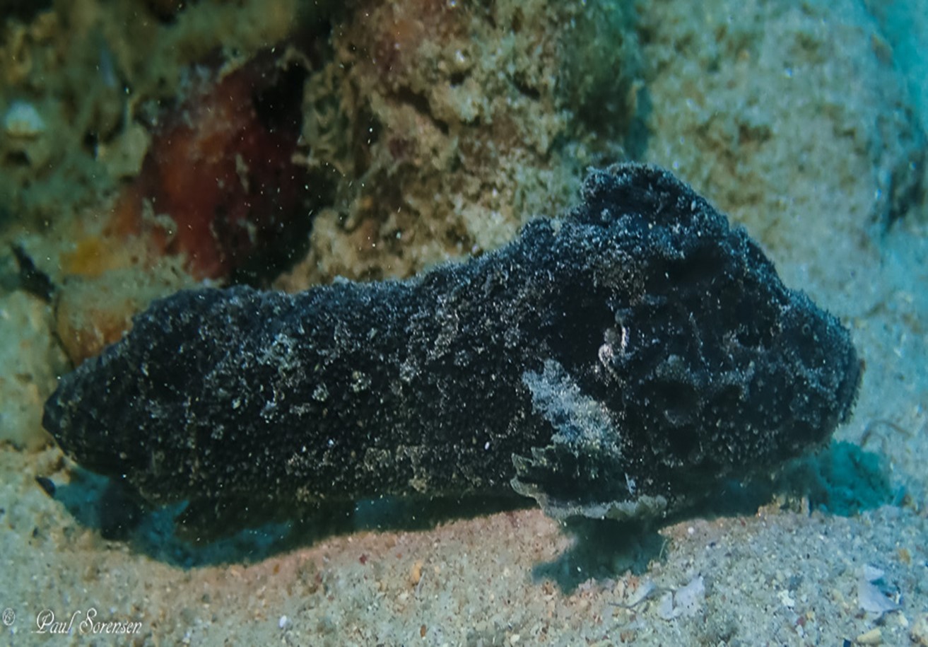 Paraploactis_kagoshimensis_Phantom_Velvetfish_20181030
