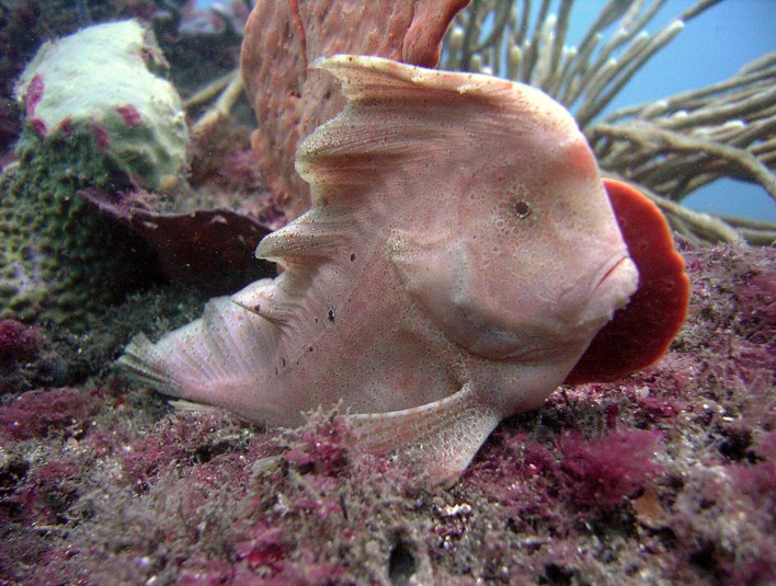 Pataecus_fronto___Red_Indianfish___Bare_Island_NSW___20080921