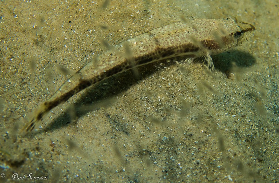 Platycephalus_laevigatus___Rock_Flathead___Frankston_Pier_VIC___20140111