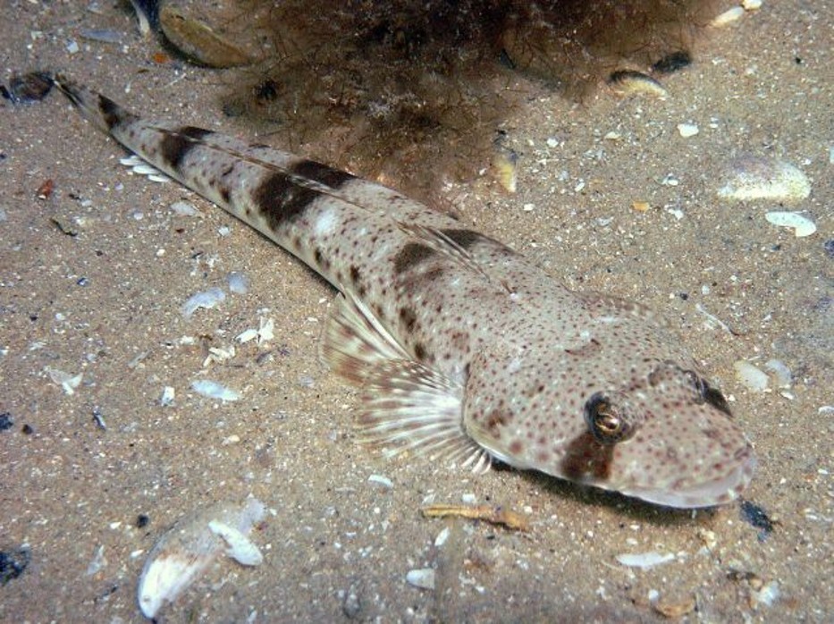Platycephalus_speculator___Southern_Bluespotted_Flathead___Rye_Pier_VIC___20110130