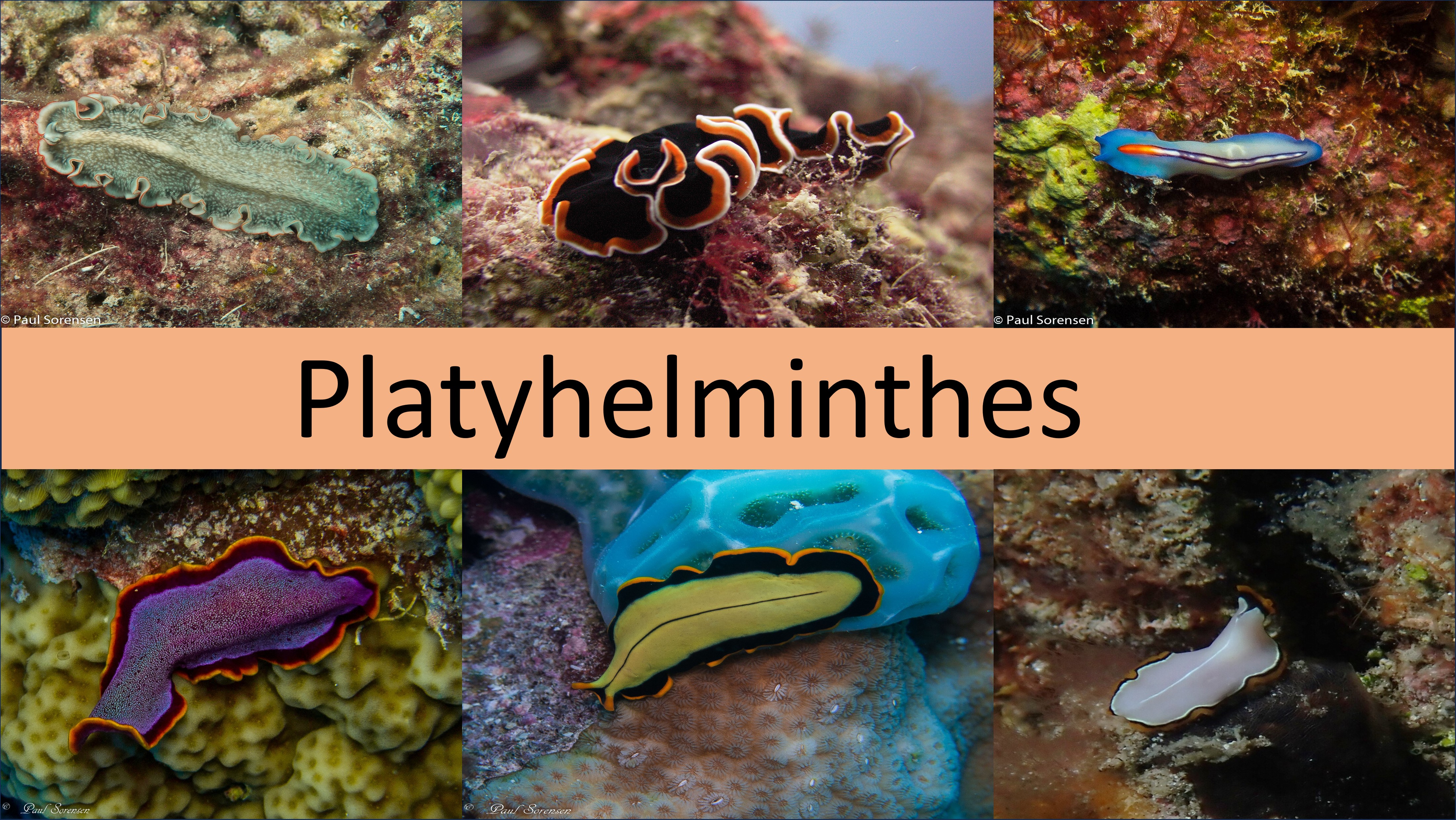 Platyhelminthes