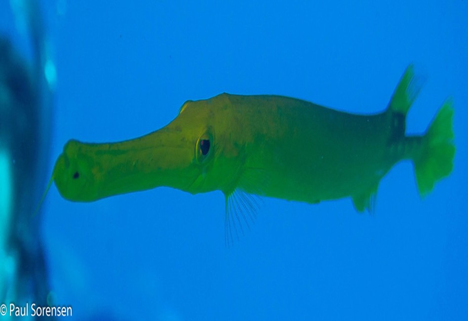 Aulostomus_chinensis___Pacific_Trumpetifsh___Lynx_Reef_Queensland___25102013