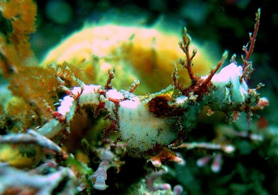 Idiotropiscis_lumnitzeri_Sydney_Pygmy_Pipehorse___Bare_Island_NSW___01.10.2010
