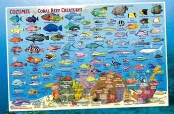 AWARE Fish Map