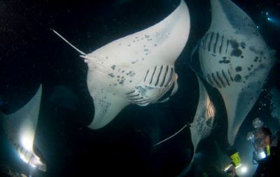 Night manta diving in Kona