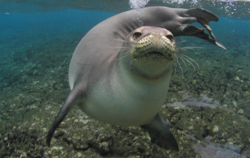 Hawaiian monk seal underwater