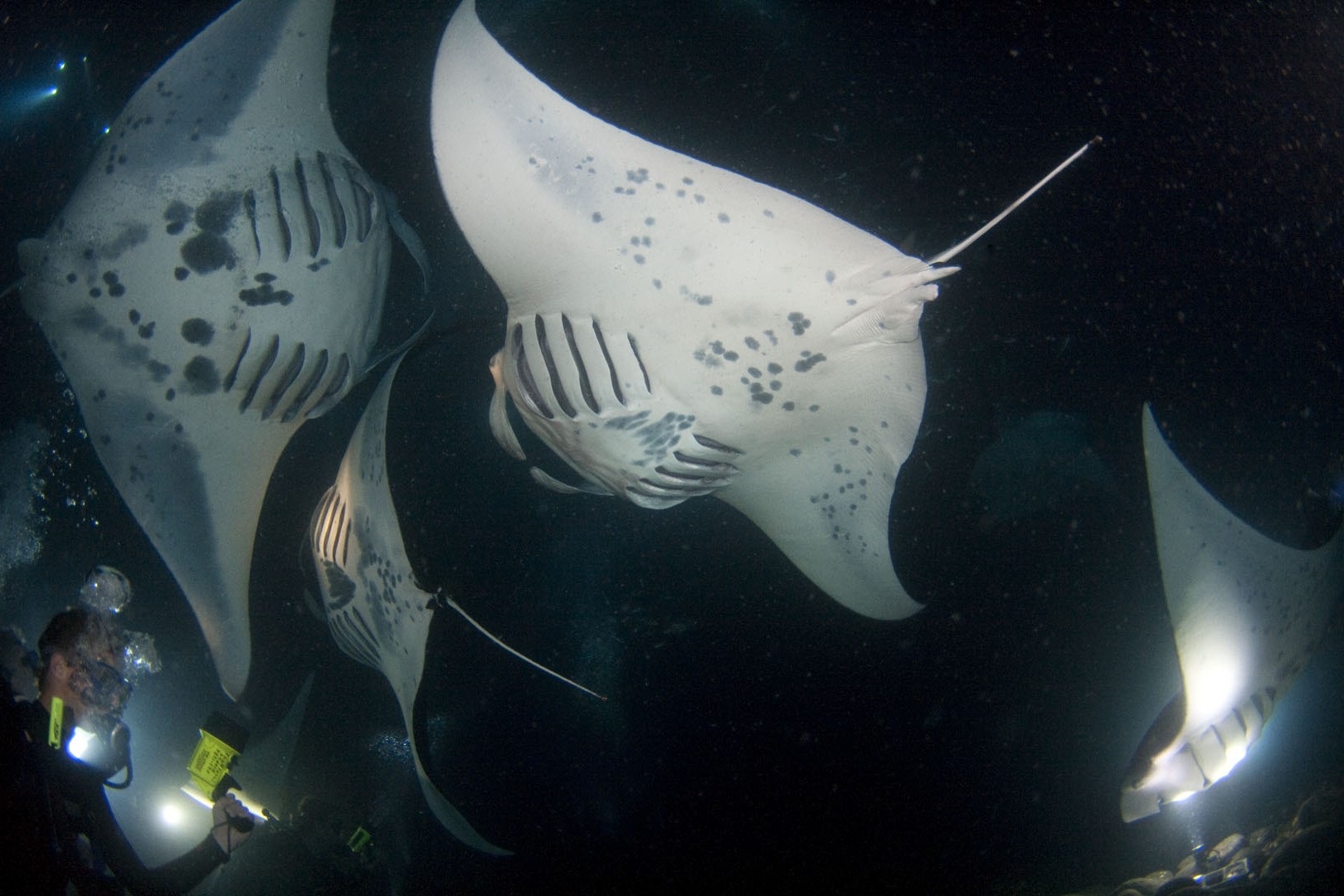 Manta ray diving in Kona