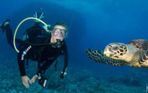 Sea turtle underwater in Kona