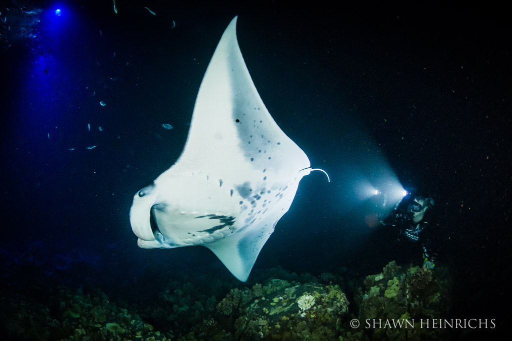 Manta Ray Night Dive - Jacks Diving Locker