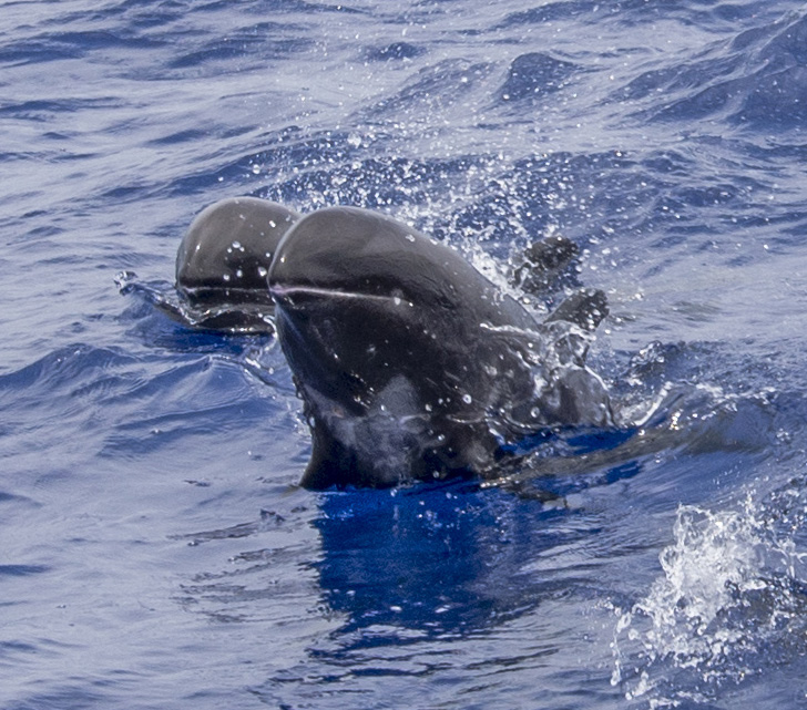 Whales