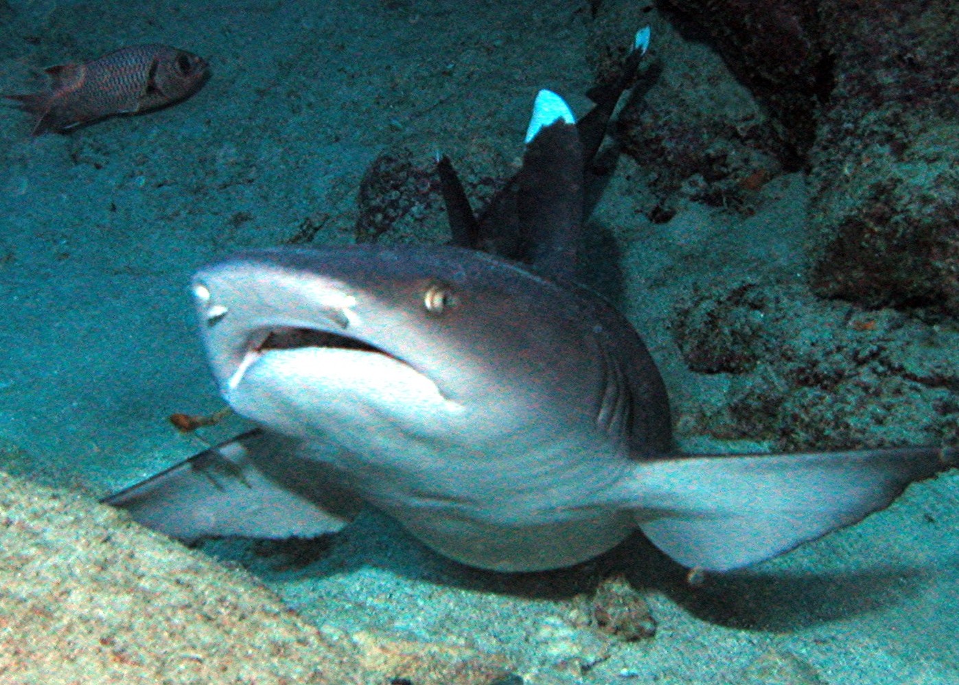 Shrak Reef
