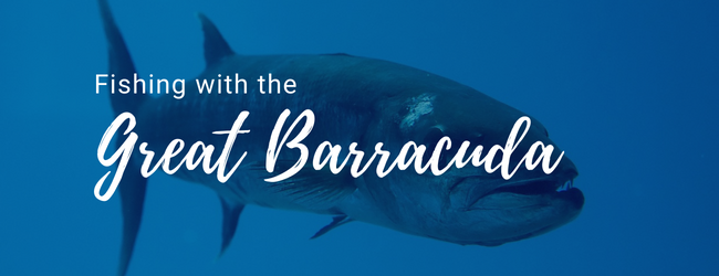 barracuda