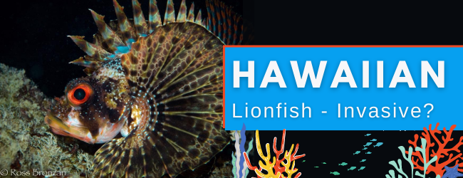 Lionfish