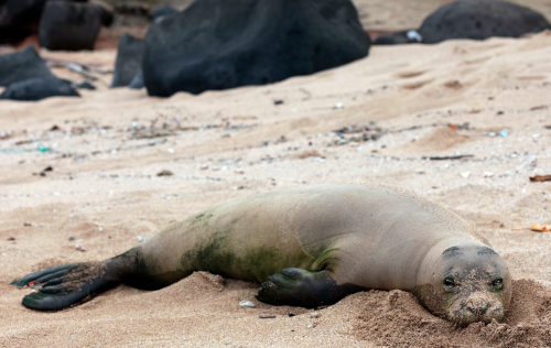 Mok Seal