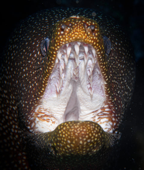 Moray