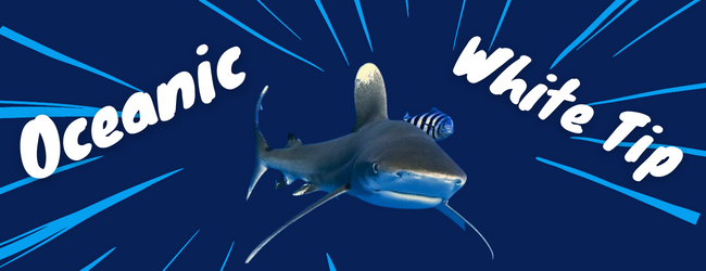 OCEANIC