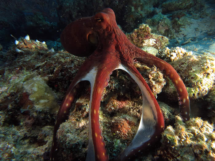 Octopus