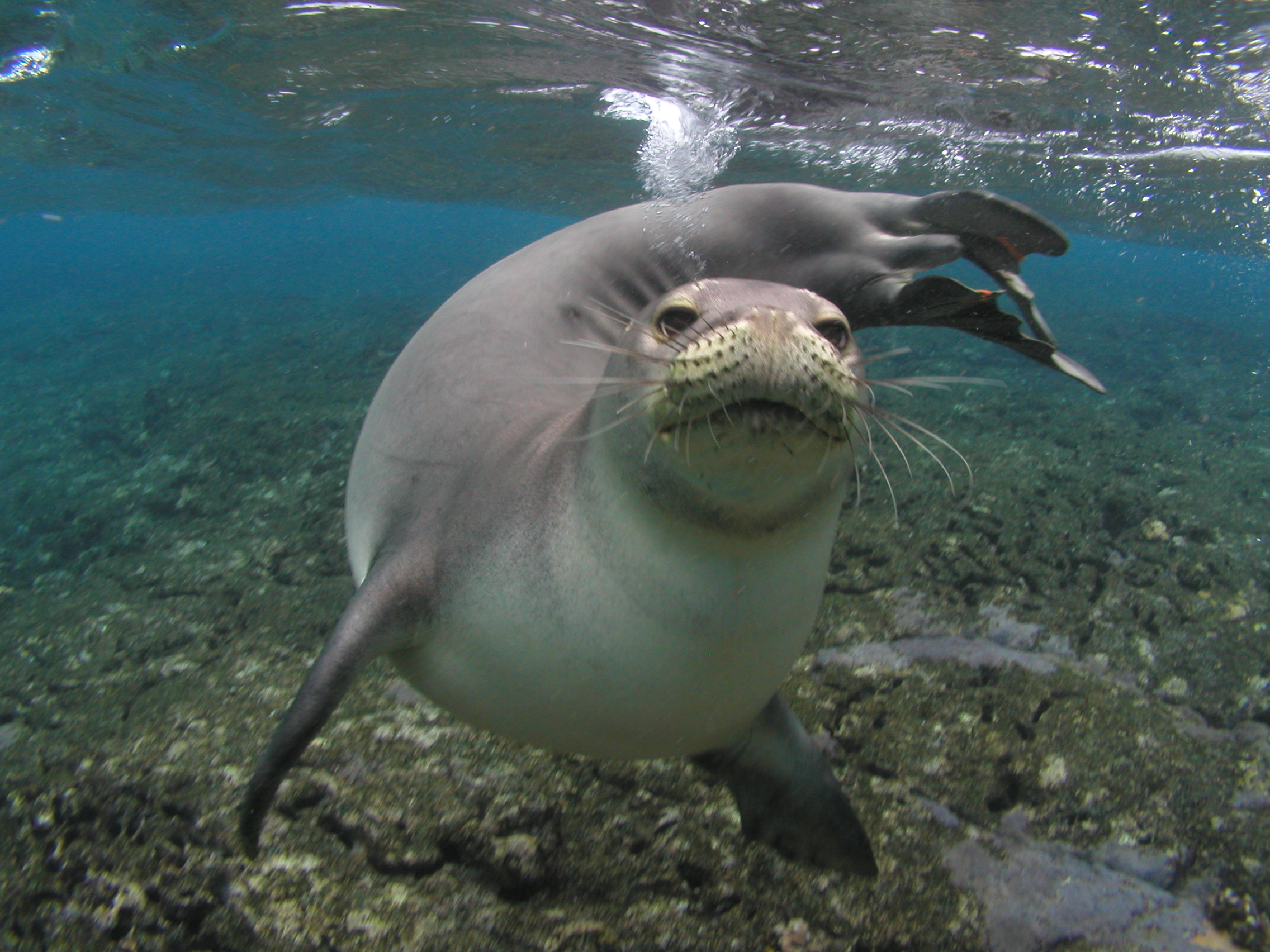Seal