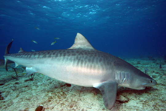 Shark