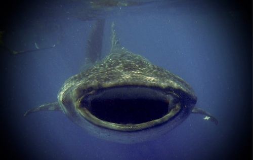 Cozumel Whale Sharks 