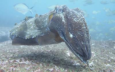 Giant Cuttlefish