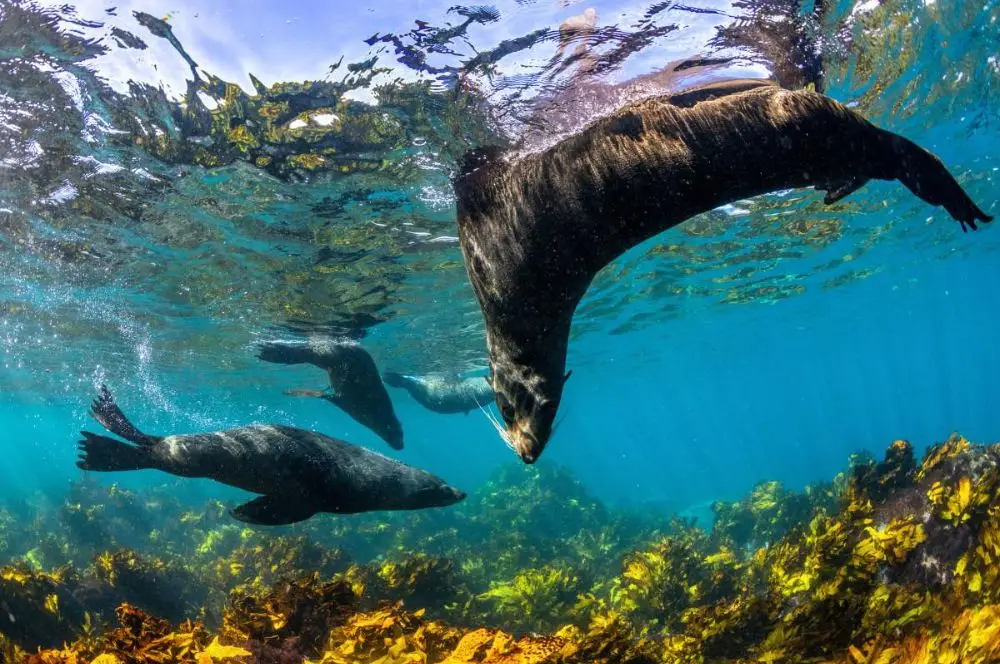 How do seals dive so well?