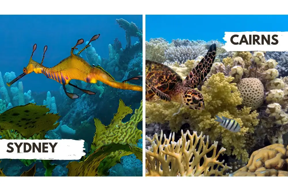 Diving in Sydney vs. Diving in the Great Barrier Reef